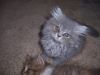Lilac Tabby Male Persian Kitten
