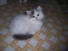 White With Blue Male Persian