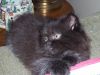 Black Smoke Female Persian Kitten