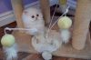 Gorgeous Purebred Persian KITTENS