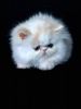 Persian kitten from Europe In excellent breed xxx-xxx-xxxx