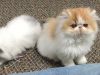Persian kitten - Danny, 3 months old SOLD