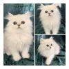 Silver Persian Kittens for Sale