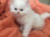 Teacup Doll-Faced Persian Kittens Available