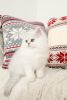 CFA Registered Shorthair Persian Kittens