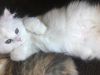 Purebred Dollfaced Persian kitten Availabile