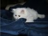 Stunning Chinchilla Persian Kittens