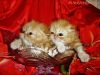 CFA Reg Royal WONDERFUL Persian kittens from Purr Darlings
