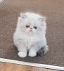 Cream and white Pure Persian kittens