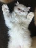 healthy and spoiled Persian Kittens