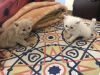 4 cute kittens