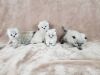 Persian Himalayan Kittens (Thornton)