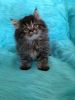 Male Black Tabby Persian kitten for sale!