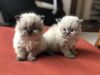 Fluffy kittens