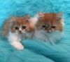 A Male Red & White Bicolor Persian Kittens for sale!