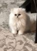 Powderpuff Persians available!