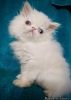 Adorable CFA-Registered Persian Kitten For Sale