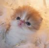 Persian and Exotic Shorthair Kittens