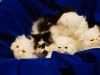 Beautiful Litter of Persian Kittens