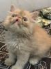 Extreme punch face male persian cat kitten for sell