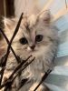 Six Pure Bred Persian Kittens for Sale