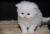 Healthy Males and females Persian kittens available for sale