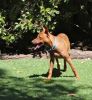 Sweet Pharaoh Hound puppy for sale