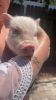 Mini female pig