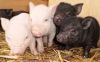 Micro Teacup Mini piglets for sale
