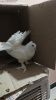 White fantail pigeons