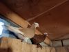 Rare Iraqi red pigeons for