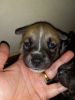 9 week old pitsky puppies for sale