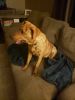 7 month old Plott hound Needs New Home