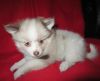 ****beautiful Kc Reg'd Pomeranian Puppies****
