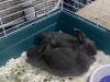 Two polish rabbits for sale!