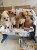 Pomeranian mix puppies