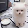 Adorable snow white male Teacup and female Pomeranian puppy