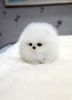 Cute Pomeranian Teacup. Msg: 719xx422xx9285