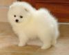 Pomeranian white male dog cute