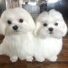 White Pomerania puppies available to change home