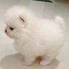 Adorable male and female teacup Pomeranian puppies