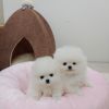 Adorable male and female Pomeranian puppy.