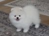 Cute Pomeranian male for sale. Text us xxx=xxx=xxx0