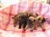 AKC,,,Pug Puppies For Sale Near Me :::::::::::::::???