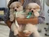 Pomeranian mix puppies