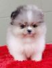 Teacup Pomeranian Pups // Calm&Gentle
