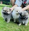 Beautiful healthy Pomeranian puppies