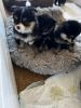 Black and Tan Pomeranian puppies