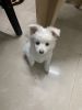 Puppy breed pomerian would love to come to your home. Friendly breed