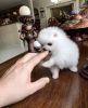 Adorable Male and Female Pomeranian puppies